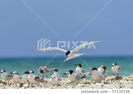 令人愉快的飛行單板燕鷗Roseate Tern飛行Natsutori Seabird Migratory Hovering 57135536