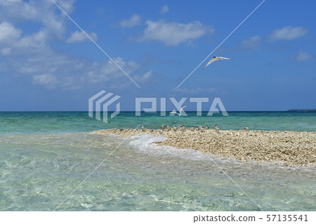 Black-naped tern Rose tern Roseate Tern 57135541