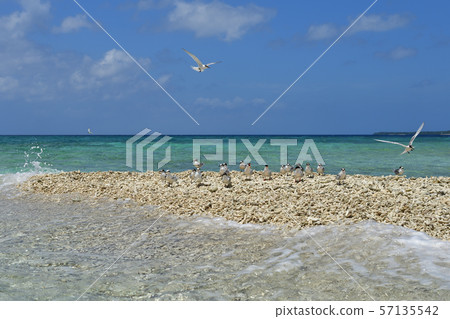 Black-naped tern Rose tern Roseate Tern 57135542