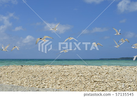 Pleasantly flying veneer tern Roseate Tern flight Natsutori Seabird Migratory Hovering Pleasantly flying veneer tern Roseate Tern flight Natsutori Seabird Migratory Hovering 57135545