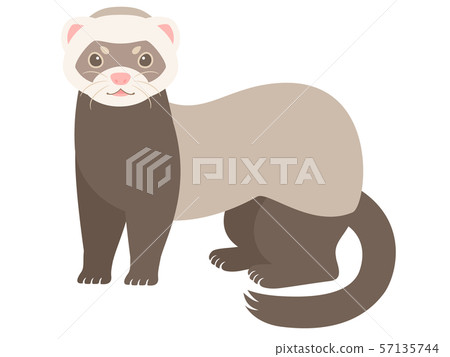 Illustration of ferret Illustration of ferret 57135744
