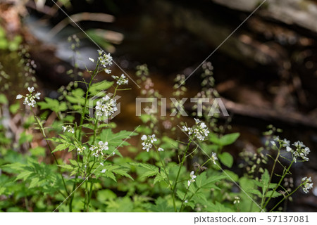 Hiroha Horn 57137081