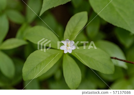 七瓣蓮 57137086