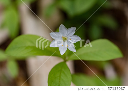 七瓣蓮 57137087