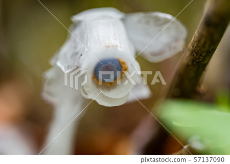 Ginko Ginko 57137090