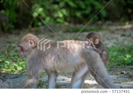 野生日本短尾猿父母和孩子在Kanba下跌自然公園 57137491