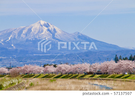 Miyagawa和Mt. Hiyama的千棵櫻花樹(福島縣,會津美里鎮) Miyagawa和Mt. Hiyama的千棵櫻花樹(福島縣,會津美里鎮) 57137507