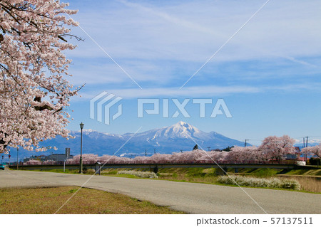 Thousand cherry trees of Miyagawa and Mt. Hiyama (Fukushima Prefecture, Aizu Misato Town) 57137511