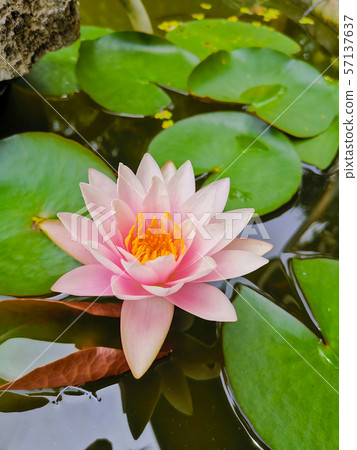 Pink beautiful lotus or waterlilly with green Pink beautiful lotus or waterlilly with green 57137637
