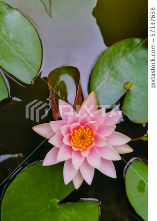 Pink beautiful lotus or waterlilly with green Pink beautiful lotus or waterlilly with green 57137638