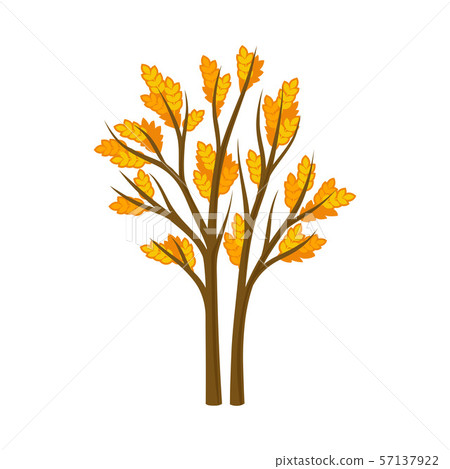 Two thin autumn trees. Vector illustration on a white background. 57137922