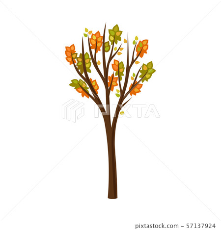 Autumn tree with rare leaves. Vector illustration on a white background. Autumn tree with rare leaves. Vector illustration on a white background. 57137924