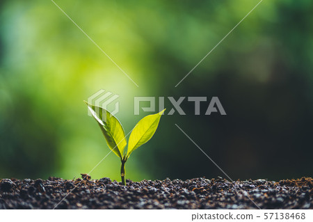 Plant tree Growing On Field nature light 57138468
