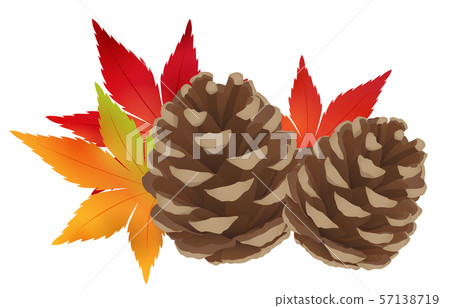 Pine cone illustration_Real_Maple 57138719