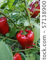 Paprika 57138900