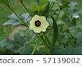 Okra's Flower 57139002