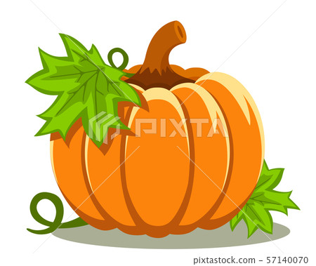Pumpkin with leaves close-up on a white background - Stock Illustration ...