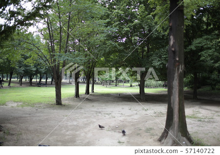 Walk in the woods Walk in the woods 57140722