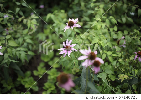 Pink Ludvecchia 57140723