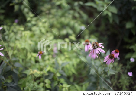 Beautiful ludbeckia 57140724