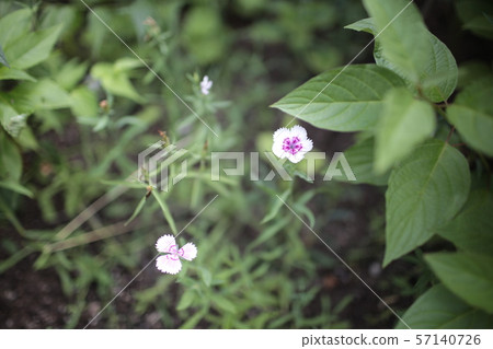 粉色植物 57140726