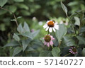 白色和粉紅色的Ludbeckia 57140727