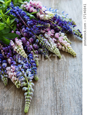 pink and purple lupine flowers pink and purple lupine flowers 57140841