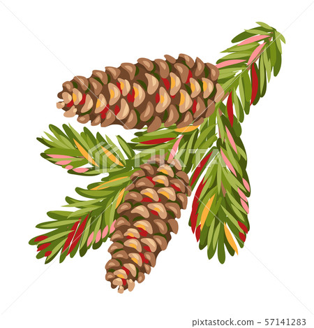 Illustration of spruce branch with fir cones. - Stock Illustration ...