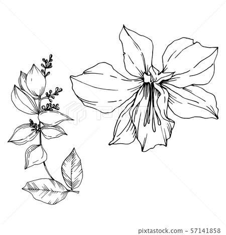 Vector Tropical flowers and leaves isolated. Black and white engraved ink art. Isolated plant Vector Tropical flowers and leaves isolated. Black and white engraved ink art. Isolated plant 57141858