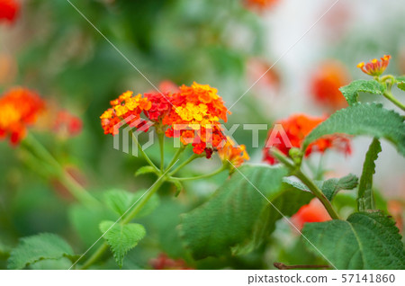 beautiful and colorful red geranium flowers close up beautiful and colorful red geranium flowers close up 57141860