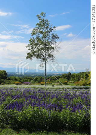 Tokachi Hills Tokachi Hills 57142382