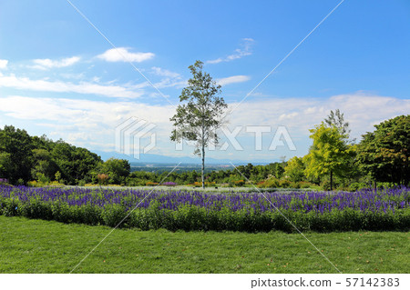 北海道十勝帶廣_花園路風光_十胜山 北海道十勝帶廣_花園路風光_十胜山 57142383