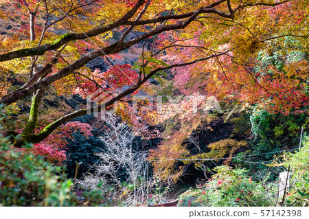 Autumn leaves in Hyuga Ojingu precinct 57142398