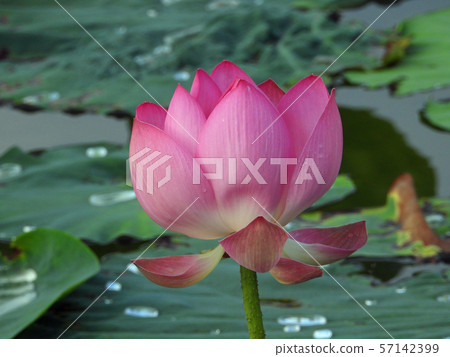 蓮花開花 蓮花開花 57142399