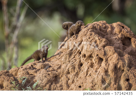 Common dwarf mongoose in Kruger National park, Common dwarf mongoose in Kruger National park, 57142435