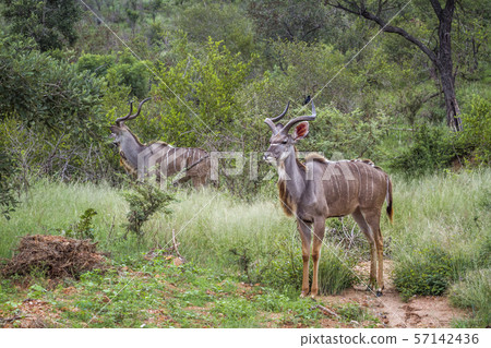 Greater kudu in Kruger National park, South Africa Greater kudu in Kruger National park, South Africa 57142436