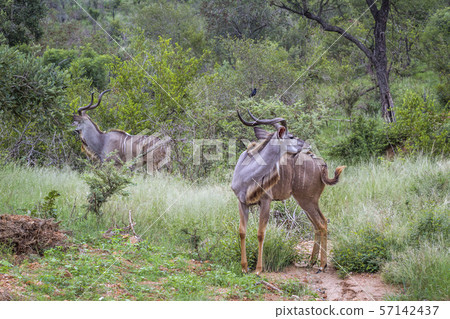 Greater kudu in Kruger National park, South Africa Greater kudu in Kruger National park, South Africa 57142437