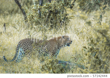 Leopard in Kruger National park, South Africa 57142444
