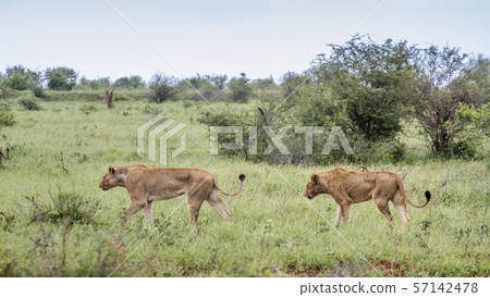 African lion in Kruger National park, South Africa African lion in Kruger National park, South Africa 57142478