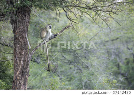 Vervet monkey in Kruger National park, South Vervet monkey in Kruger National park, South 57142480