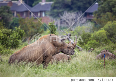 Southern white rhinoceros in Kruger National park, 57142483