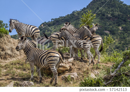 Plains zebra in Kruger National park, South Africa Plains zebra in Kruger National park, South Africa 57142513
