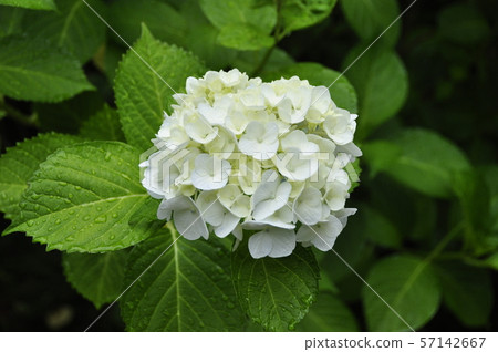 繡球花 繡球花 57142667