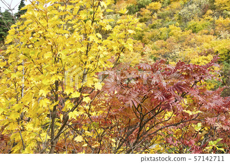 Nishiki-Aki Kurikoma Oran課程 Nishiki-Aki Kurikoma Oran課程 57142711