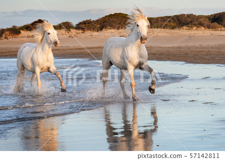White horses in Camargue, France. White horses in Camargue, France. 57142811