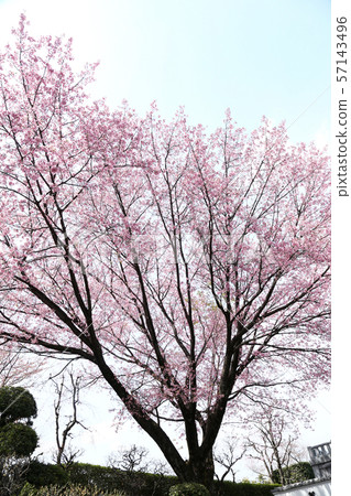 Cherry tree 57143496