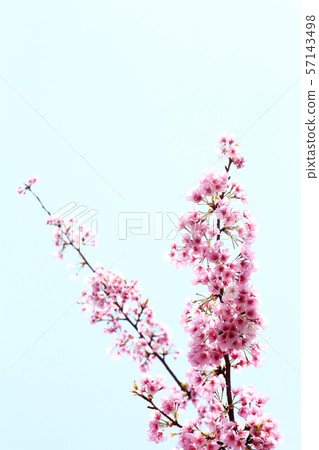 Cherry tree 57143498