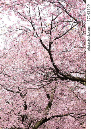 Cherry tree 57143509