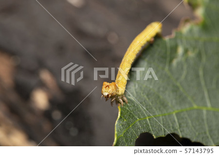 尺蠖 尺蠖 57143795