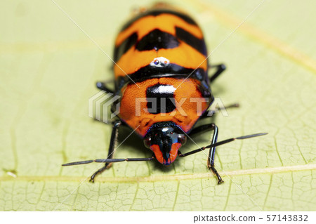 沖繩蟲子 沖繩蟲子 57143832